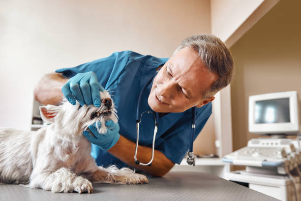 Best Weekend Emergency Dentist in Warren, IL